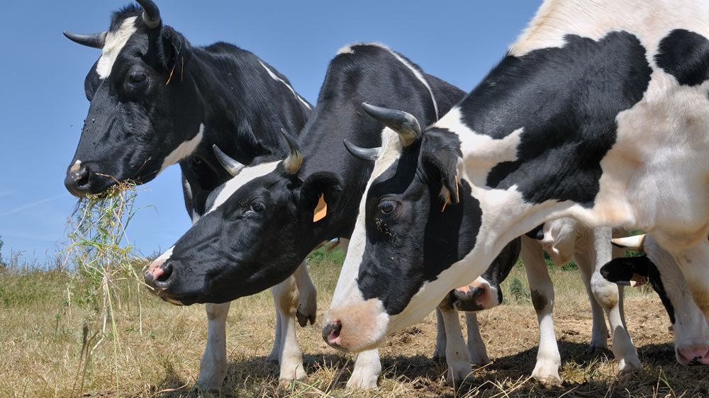 Bronchite vermineuse : diagnostic rapide pour traiter moins et mieux