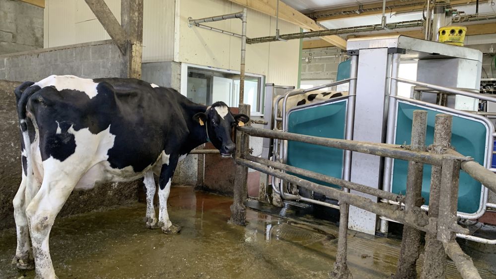 vache laitière devant un robot de traite