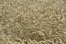 La baisse des exportations mondiales des produits agricoles bruts entre mai 2023 et mai 2024  s’explique par la diminution des ventes de céréales.