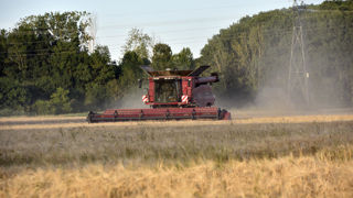 Avec des conditions météorologiques compliquées tout au long du cycle, les orges accusent des baisses de rendement, et bien souvent de qualité.