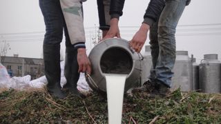 En Chine, des scènes de lait versé sont observées en raison des difficultés économiques en élevage laitier. En Chine, des scènes de lait versé sont observées en raison des difficultés économiques en élevage laitier.