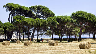 Le gouvernement français lance un plan « agriculture climat Méditerranée » pour adapter l'agriculture de ces régions au changement climatique. Le gouvernement français lance un plan « agriculture climat Méditerranée » pour adapter l'agriculture de ces régions au changement climatique.