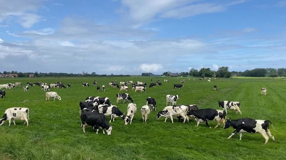 Vaches au pâturage aux Pays Bas