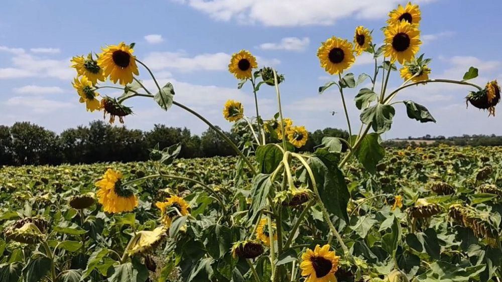 Tournesols sauvages