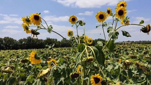 La présence de tournesols sauvages dans une parcelle peut avoir des conséquences lourdes : pertes de rendement (supérieures à 10 q/ha), voire récolte impossible et perte en qualité.