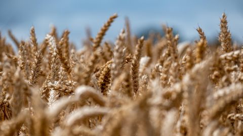 Pratiquez-vous le mélange variétal ? N'hésitez pas à partager votre retour d'expérience dans les commentaires. Pratiquez-vous le mélange variétal ? N'hésitez pas à partager votre retour d'expérience dans les commentaires.