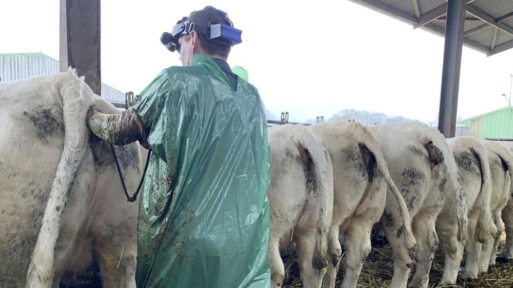 Echographie sur vache Charolaise