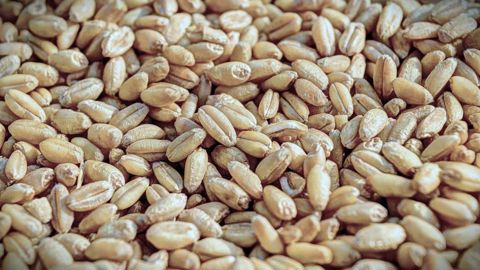 Entre moisson difficile, prix en décrue et débouchés timides, les perspectives sont moroses pour les céréales bio. Entre moisson difficile, prix en décrue et débouchés timides, les perspectives sont moroses pour les céréales bio.
