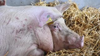 Malgré le décrochage du prix de la Cooperl, la cotation MPF est restée stable.