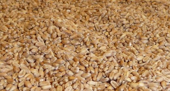 Grains de blé