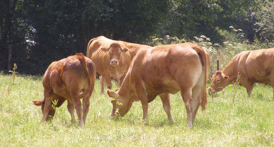Vaches à viandes