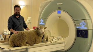 Les moutons ont été progressivement habitués à côtoyer la machine à IRM. Les moutons ont été progressivement habitués à côtoyer la machine à IRM.