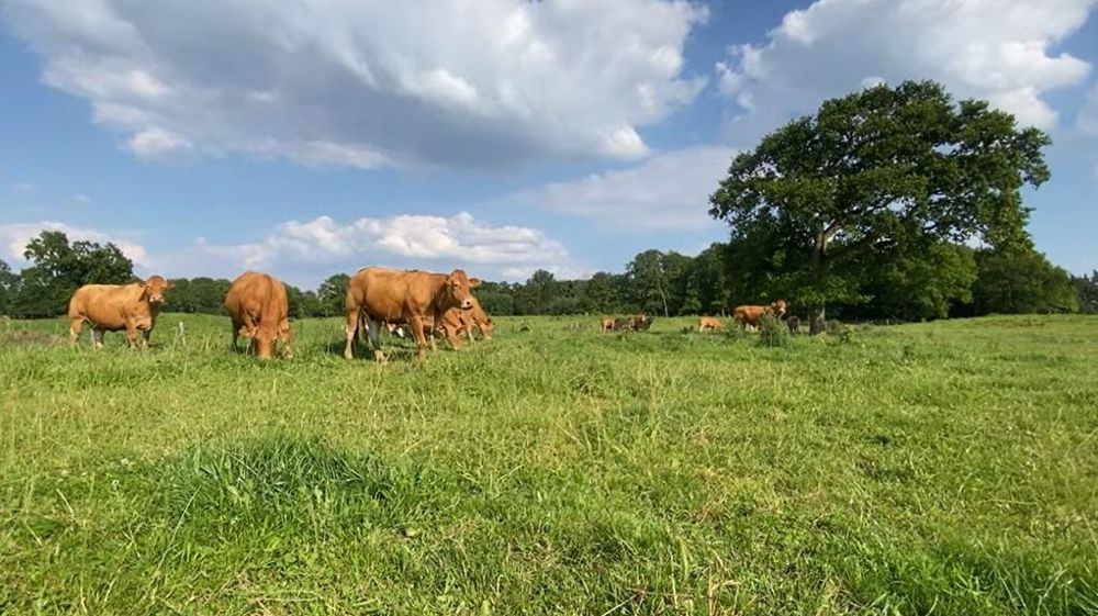 Vaches limousines au pâturage Vaches limousines au pâturage