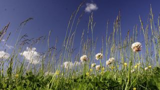 Augmenter le nombre d'espèces dans une prairie atténue la variabilité de production d'une année à l'autre. Augmenter le nombre d'espèces dans une prairie atténue la variabilité de production d'une année à l'autre.