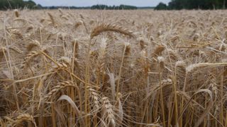 « On peut penser que la mauvaise récolte fera monter les prix, mais le blé français n'est pas assez compétitif », indique Sébastien Poncelet.