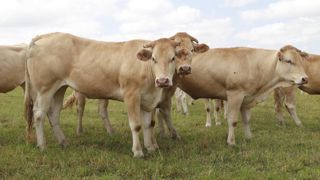 Aucun dispositif d'indemnisation n'est prévu pour le moment concernant les cas de MHE déclarés après le 30 avril 2024.