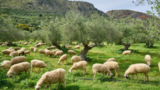 La Grêce tente actuellement de contenir un foyer de peste ovine et caprine en Thessalie. La Grêce tente actuellement de contenir un foyer de peste ovine et caprine en Thessalie.