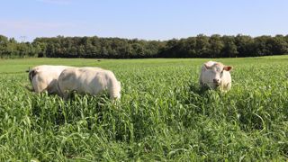À la ferme expérimentale des Bordes (Indre), on teste la hauteur optimale pour faire du pâturage de sorgho.