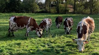 Entre 2022 et 2023, le coût de production du lait de vache est resté stable. Entre 2022 et 2023, le coût de production du lait de vache est resté stable.