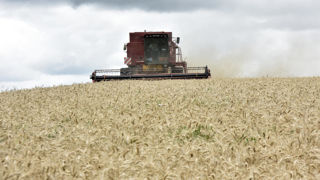 La moisson 2024 des céréales à paille déçoit en rendement et en qualité.