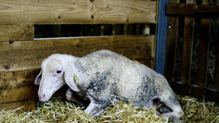 Dans les Pyrénées, certains cheptels ont perdu jusqu'à 80 % de leurs effectifs à cause de la FCO. Dans les Pyrénées, certains cheptels ont perdu jusqu'à 80 % de leurs effectifs à cause de la FCO.