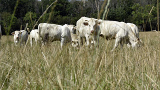 Le cheptel représente 45 % de l'actif d'une exploitation d'élevage spécialisée en bovins viande et 31 % pour celles en polyculture élevage bovins viande, selon une étude du réseau d'élevage Inosys de l'Idele. Le cheptel représente 45 % de l'actif d'une exploitation d'élevage spécialisée en bovins viande et 31 % pour celles en polyculture élevage bovins viande, selon une étude du réseau d'élevage Inosys de l'Idele.