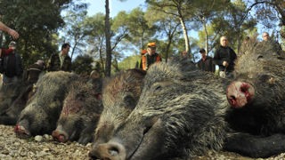 Près de 790 000 sangliers avaient été prélevés lors de la saison de chasse 2022/2023 selon l'OFB. Près de 790 000 sangliers avaient été prélevés lors de la saison de chasse 2022/2023 selon l'OFB.