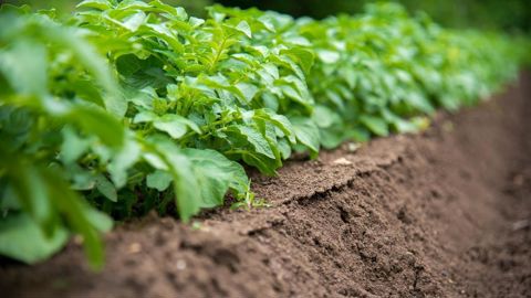 Les emblavements de pommes de terre biologiques ont fortement chuté. Les emblavements de pommes de terre biologiques ont fortement chuté.
