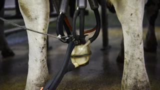La production laitière reprend de la vigueur sur le premier semestre 2024 en France.
