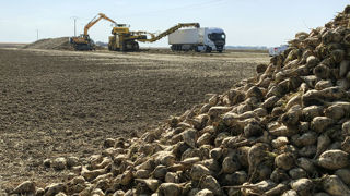 Le chiffre d'affaires de Tereos, deuxième groupe sucrier mondial, recule de 5 % sur le premier trimestre.