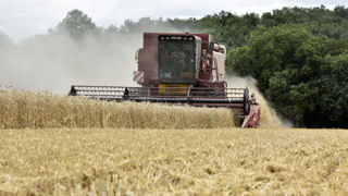 Le rendement moyen du blé tendre en 2024 serait inférieur de 18,7 % à la moyenne quinquennale, selon Argus Media.