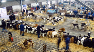 Malgré un recul de l'offre, les cours des bovins semblent plafonner. Malgré un recul de l'offre, les cours des bovins semblent plafonner.