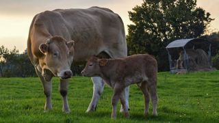 Quand les vaches taries ont été nourries le soir (de 16h à 18h) plutôt que le matin (de 6h à 8h), 85,4 % des vêlages ont eu lieu en journée (entre 6h et 18h). Quand les vaches taries ont été nourries le soir (de 16h à 18h) plutôt que le matin (de 6h à 8h), 85,4 % des vêlages ont eu lieu en journée (entre 6h et 18h).