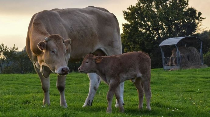 Quand les vaches taries ont été nourries le soir (de 16h à 18h) plutôt que le matin (de 6h à 8h), 85,4 % des vêlages ont eu lieu en journée (entre 6h et 18h).