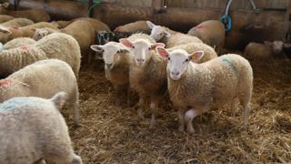 Le sérotype 3 de la FCO (fièvre catarrhale ovine) a été identifié dans un troupeau de moutons dans le département du Nord (photo d'illustration). Le sérotype 3 de la FCO (fièvre catarrhale ovine) a été identifié dans un troupeau de moutons dans le département du Nord (photo d'illustration).