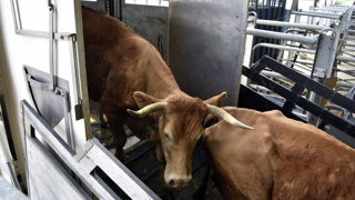 Les bovins destinés à l'abattoir sont dispensés de désinsectisation et de test PCR avant le départ de l'exploitation. Pour les autres, les contraintes sont définies au cas par cas. Les bovins destinés à l'abattoir sont dispensés de désinsectisation et de test PCR avant le départ de l'exploitation. Pour les autres, les contraintes sont définies au cas par cas.
