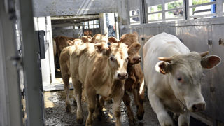 Les syndicats agricoles majoritaires, les chambres d'agriculture et les coopératives alertent les pouvoirs publics des risques de la crise sanitaire liée à la fièvre catarrhale ovine (FCO) et à la maladie hémorragique épizootique (MHE). Les syndicats agricoles majoritaires, les chambres d'agriculture et les coopératives alertent les pouvoirs publics des risques de la crise sanitaire liée à la fièvre catarrhale ovine (FCO) et à la maladie hémorragique épizootique (MHE).