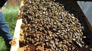 Les apiculteurs peuvent demander une aide financière sur le site de FranceAgriMer du 5 août au 20 septembre 2024.