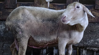 En moyenne, 25 % des ovins sont morts à cause de la FCO 3 dans les cheptels néerlandais infectés, en septembre-octobre 2023. (photo d'illustration) En moyenne, 25 % des ovins sont morts à cause de la FCO 3 dans les cheptels néerlandais infectés, en septembre-octobre 2023. (photo d'illustration)