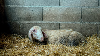 Les ministères de l'économie et de l'agriculture détaillent leur soutien financier contre la FCO, couvrant notamment les frais vétérinaires en cas de suspicion, d'analyse et de vaccination. Les ministères de l'économie et de l'agriculture détaillent leur soutien financier contre la FCO, couvrant notamment les frais vétérinaires en cas de suspicion, d'analyse et de vaccination.
