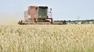 Pour Intercéréales, l'approvisionnement national en céréales ne sera pas menacé et les volumes dédiés à l’export, certes moins importants, permettront à la France de rester présente sur la scène internationale.