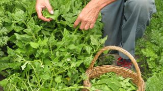 La tétragone cornue se consomme comme l'épinard. La tétragone cornue se consomme comme l'épinard.