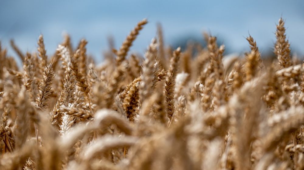 D'après les dernières estimations de l'USDA, la production mondiale de blé est attendue à 798 millions de tonnes pour la campagne 2024/2025.