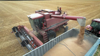 La production mondiale de céréales et d'oléagineux s'annonce généreuse cette année, ce qui fait chuter leurs prix mondiaux.