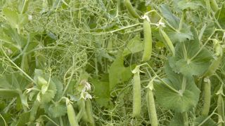 Selon FranceAgriMer, Arvalis et Terres Inovia, près de 60 % de la surface française de pois d’hiver n’ont pu être récoltés. Selon FranceAgriMer, Arvalis et Terres Inovia, près de 60 % de la surface française de pois d’hiver n’ont pu être récoltés.