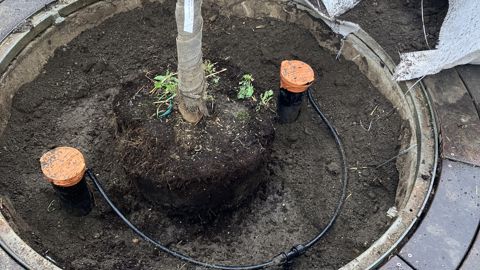La ville de Courbevoie a opté l'an passé pour la solution Rain Bird RWS pour une nouvelle plantation sur l'esplanade Mono Lisa. La pose a été réalisée par la société N2B Arrosage. La ville de Courbevoie a opté l'an passé pour la solution Rain Bird RWS pour une nouvelle plantation sur l'esplanade Mono Lisa. La pose a été réalisée par la société N2B Arrosage.