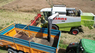 FranceAgriMer, Arvalis et Terres Inovia  estiment la récolte française de colza de 2024 de « qualité tout à fait correcte ».