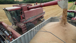 Le CIC estime que la récolte mondiale de céréales devrait atteindre un niveau record à 2 315 millions de tonnes.