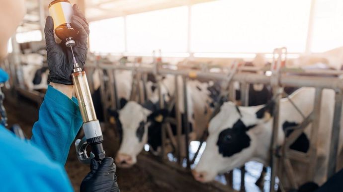 Au 16 août 2024, la France compte 41 foyers de FCO-3.