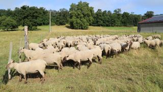 Les ovins sont sensibles à Haemonchus contortus, dont le cycle est très rapide par temps chaud.